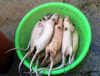 rodents lying down (ratsinabowl)